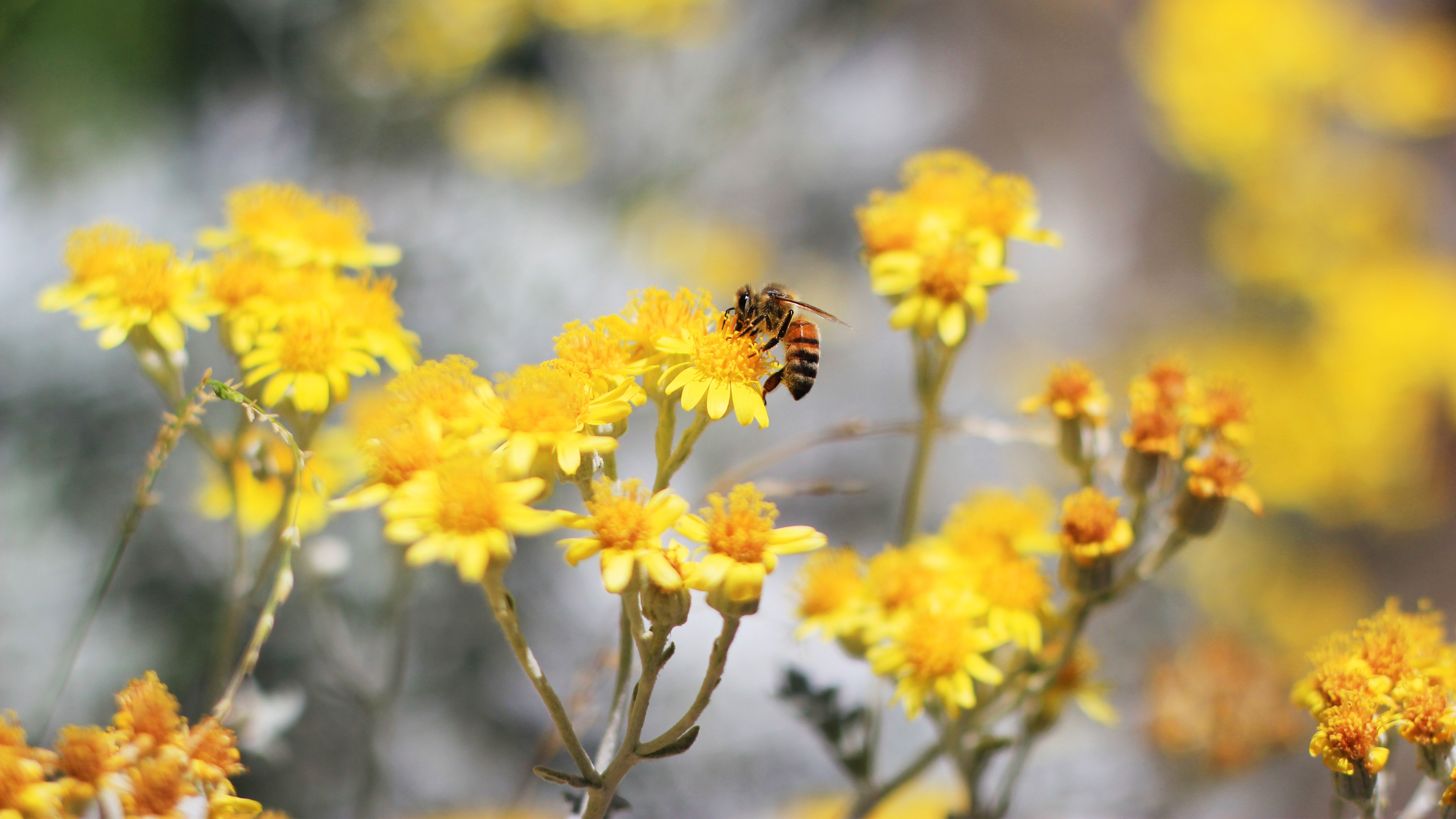 bee pollination 3840 x 2160 15