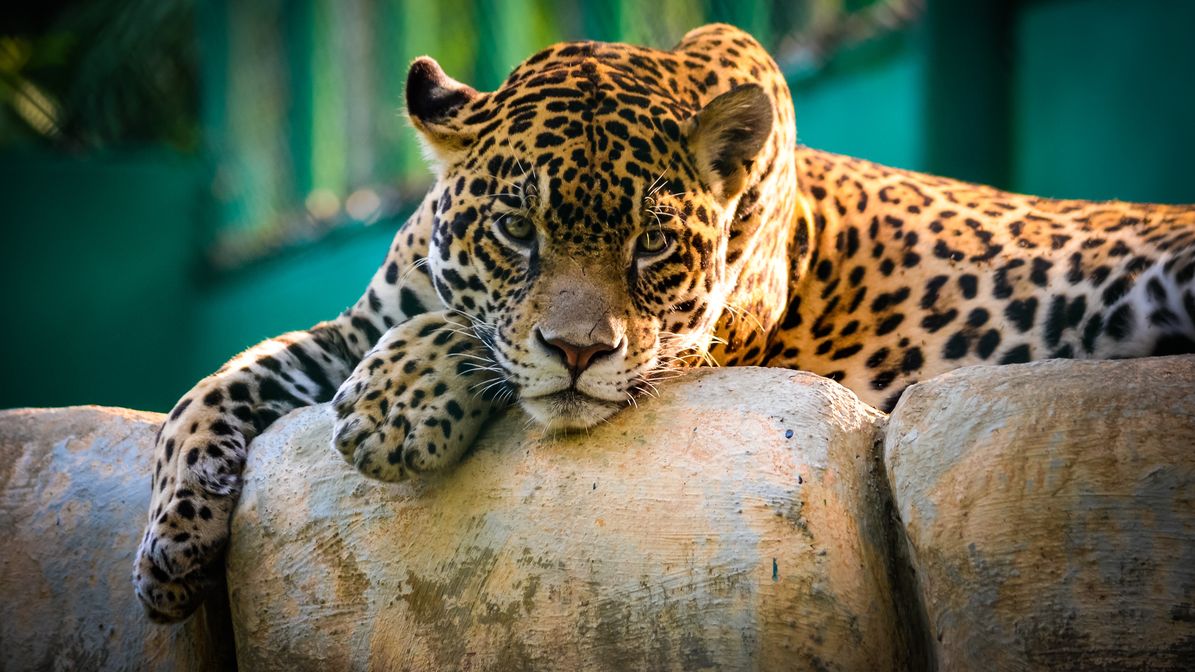 jaguar mexico 3840 x 2160 39