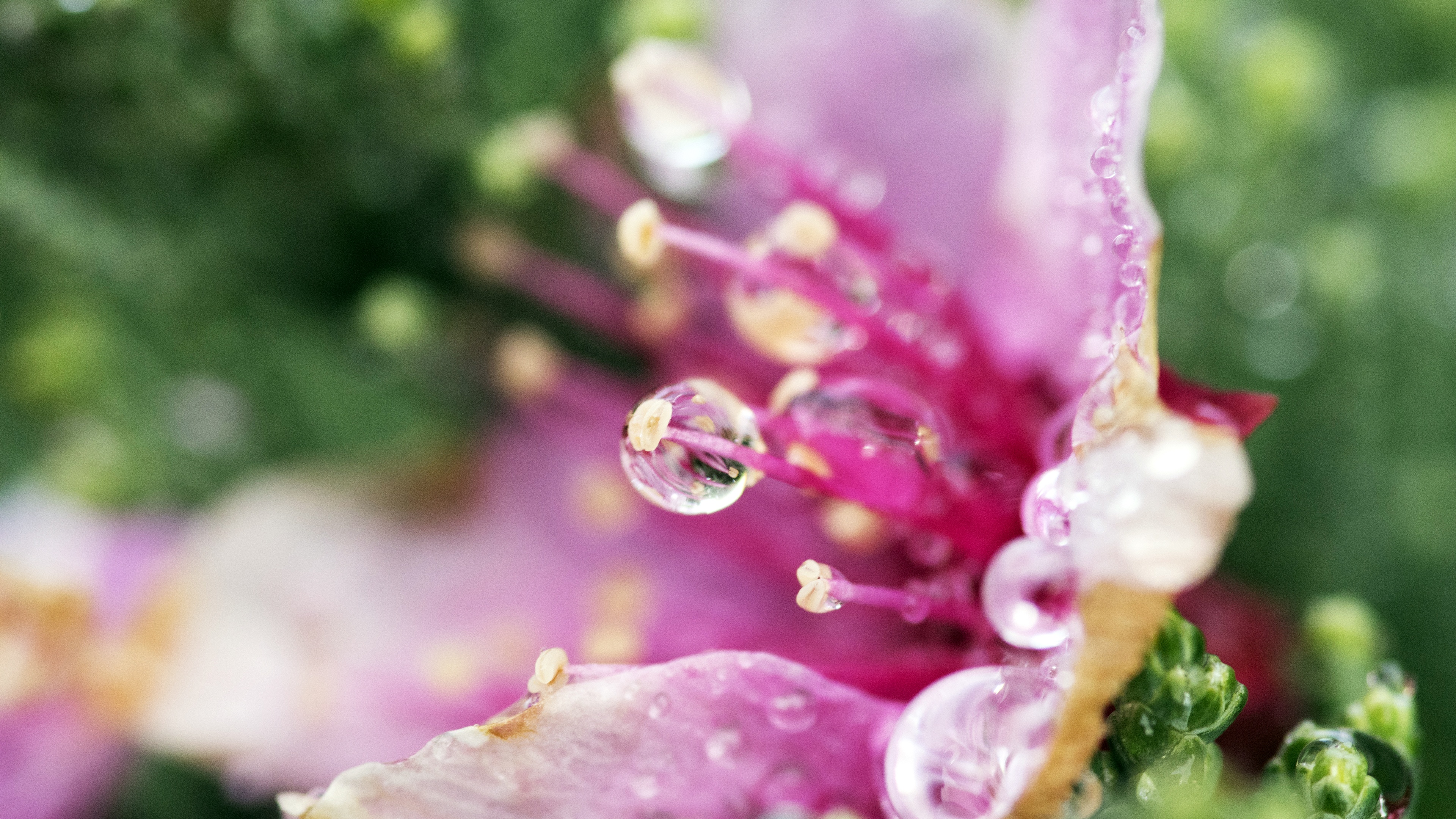 flower droplets 3840 x 2160 25